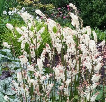 Japānas sudrabsvece 'Cheju-Do'